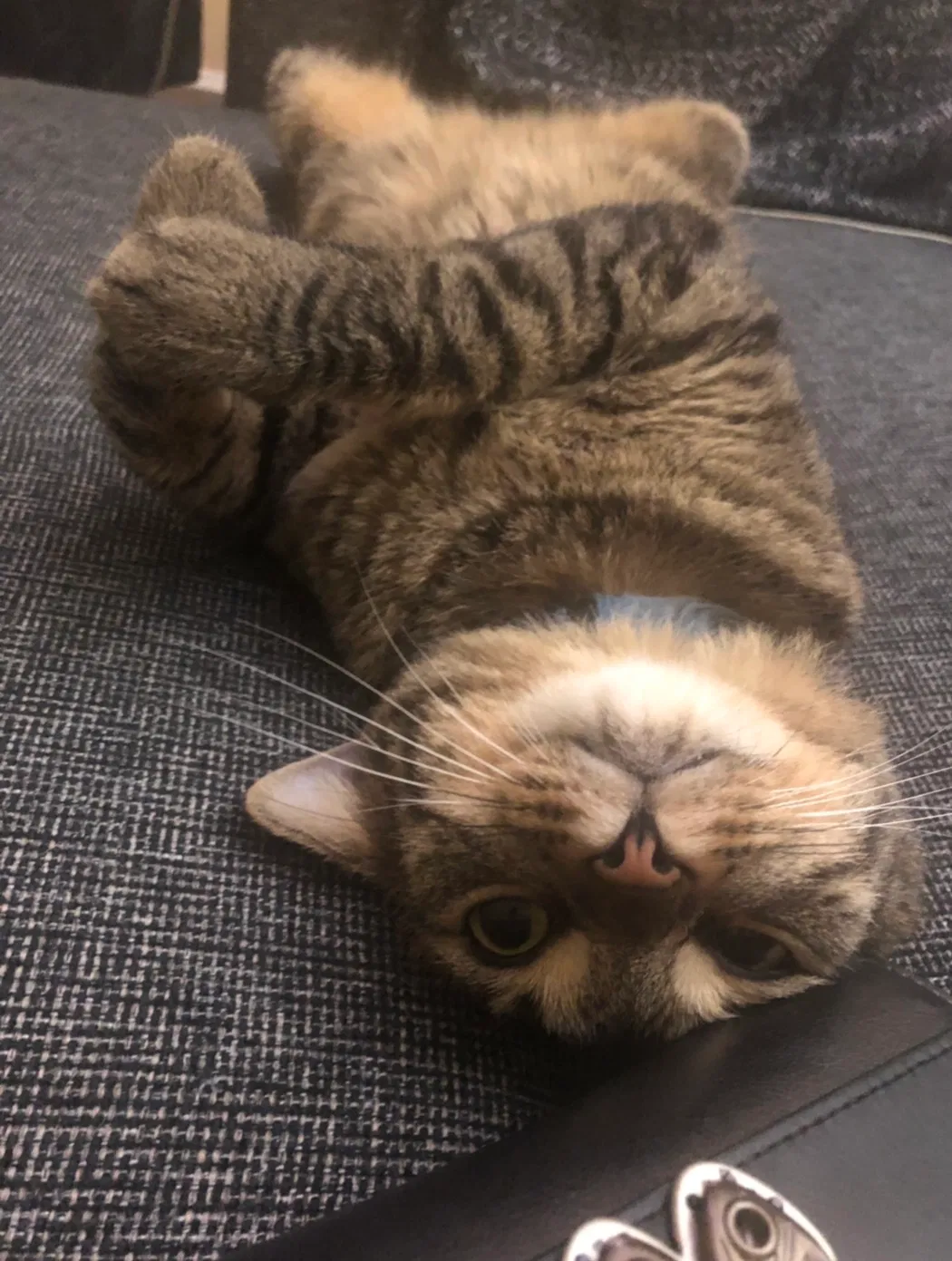 Lost cat in Winchester, CA, 92596