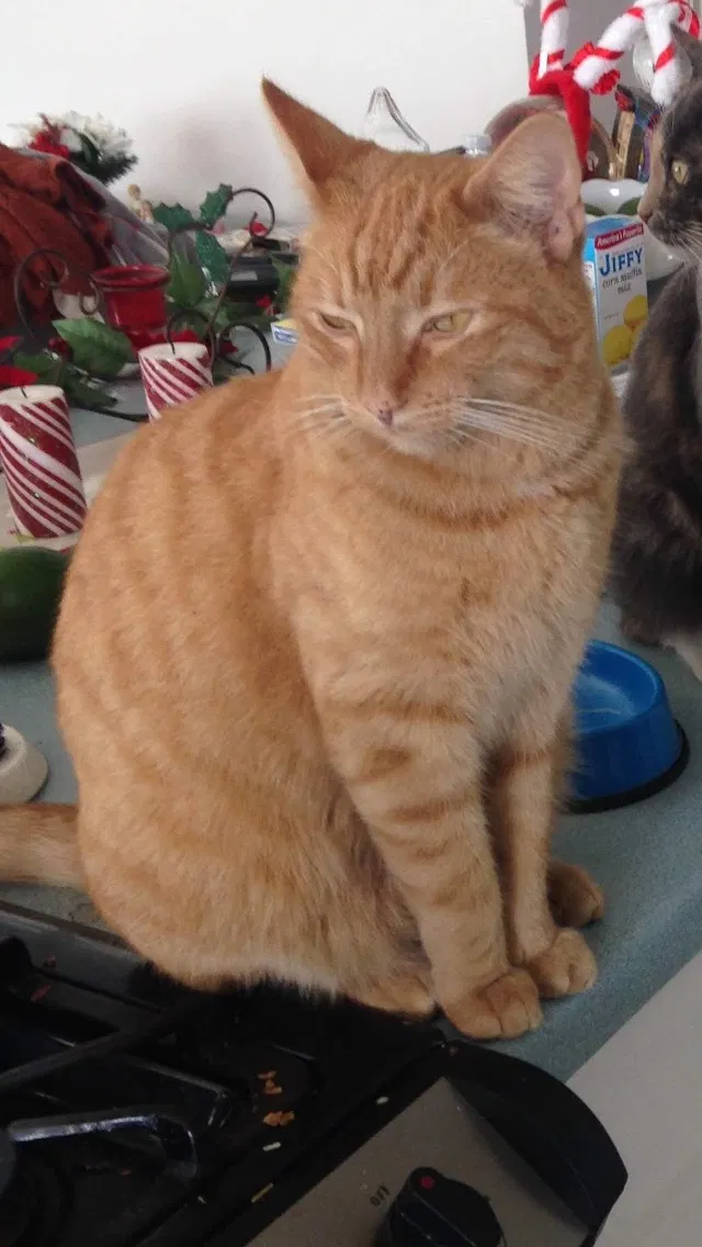Lost cat in Port Hueneme, CA, 93041