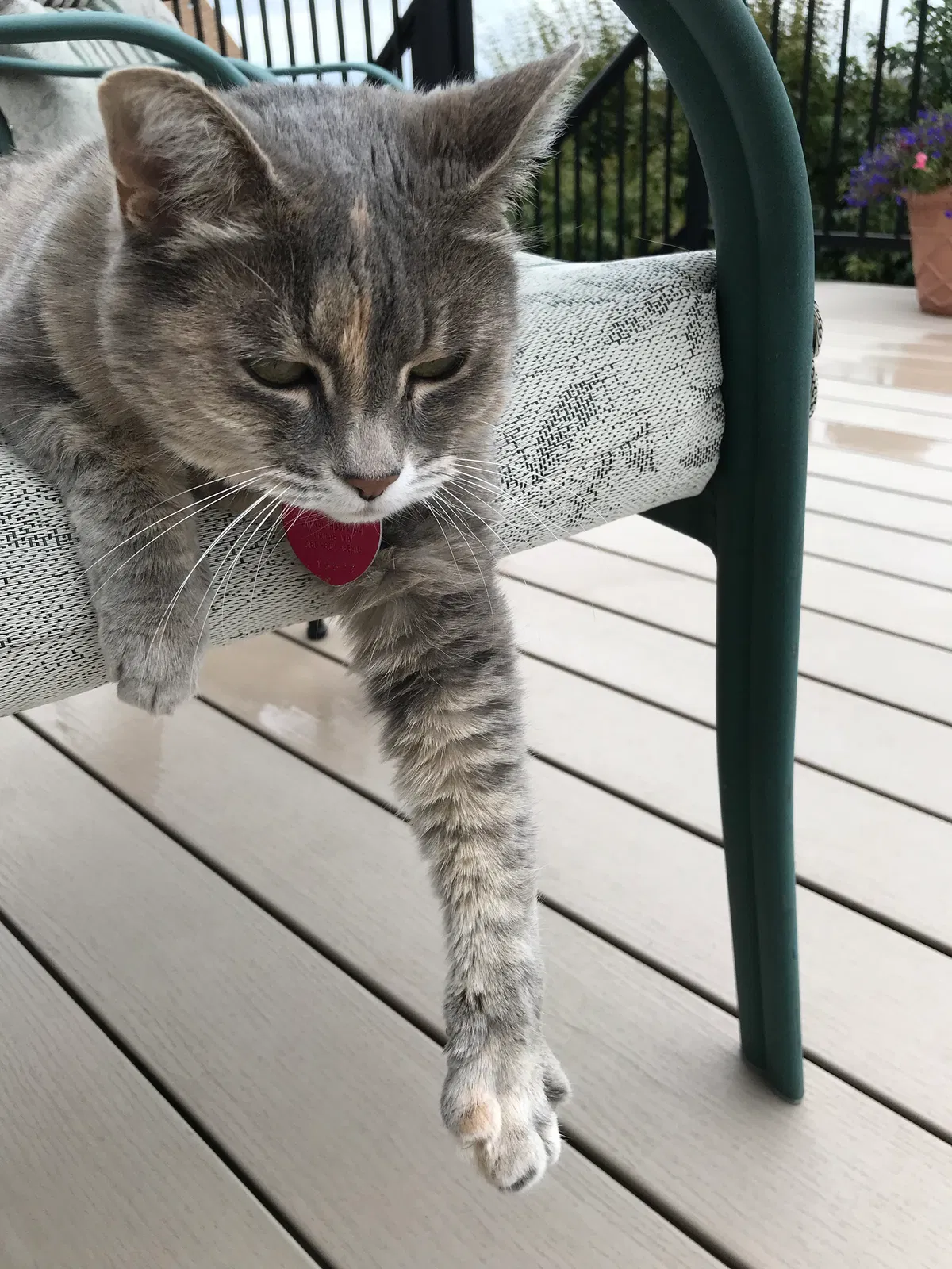Lost cat in Camas, WA, 98607