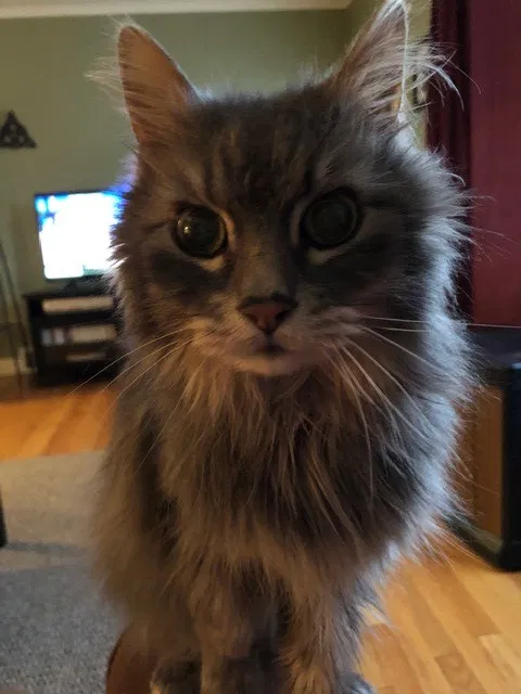 Lost cat in Rockford, IL, 61109