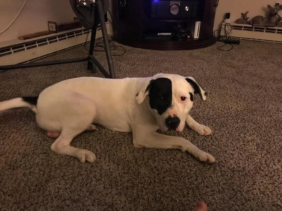 Lost dog in Thornville, OH, 43076