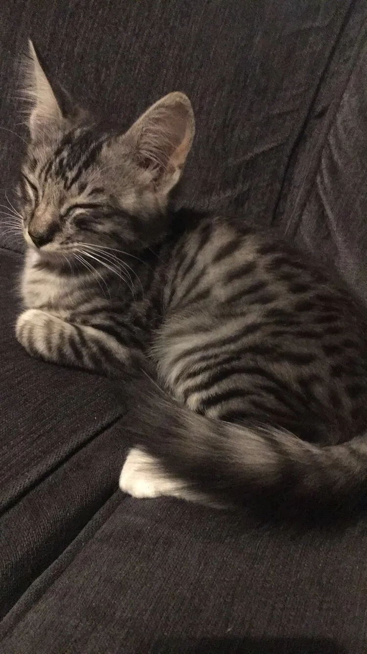 Lost cat in Fresno, CA, 93722