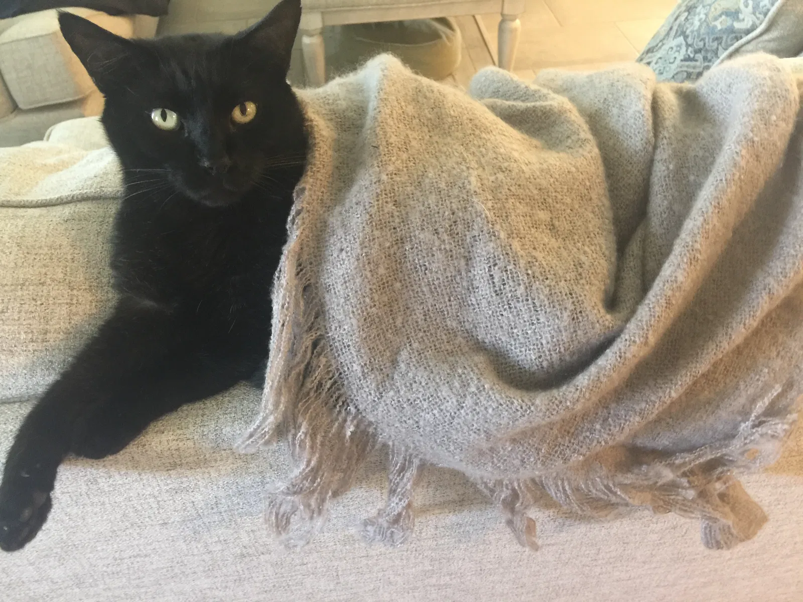 Lost cat in Corpus Christi, TX, 78414