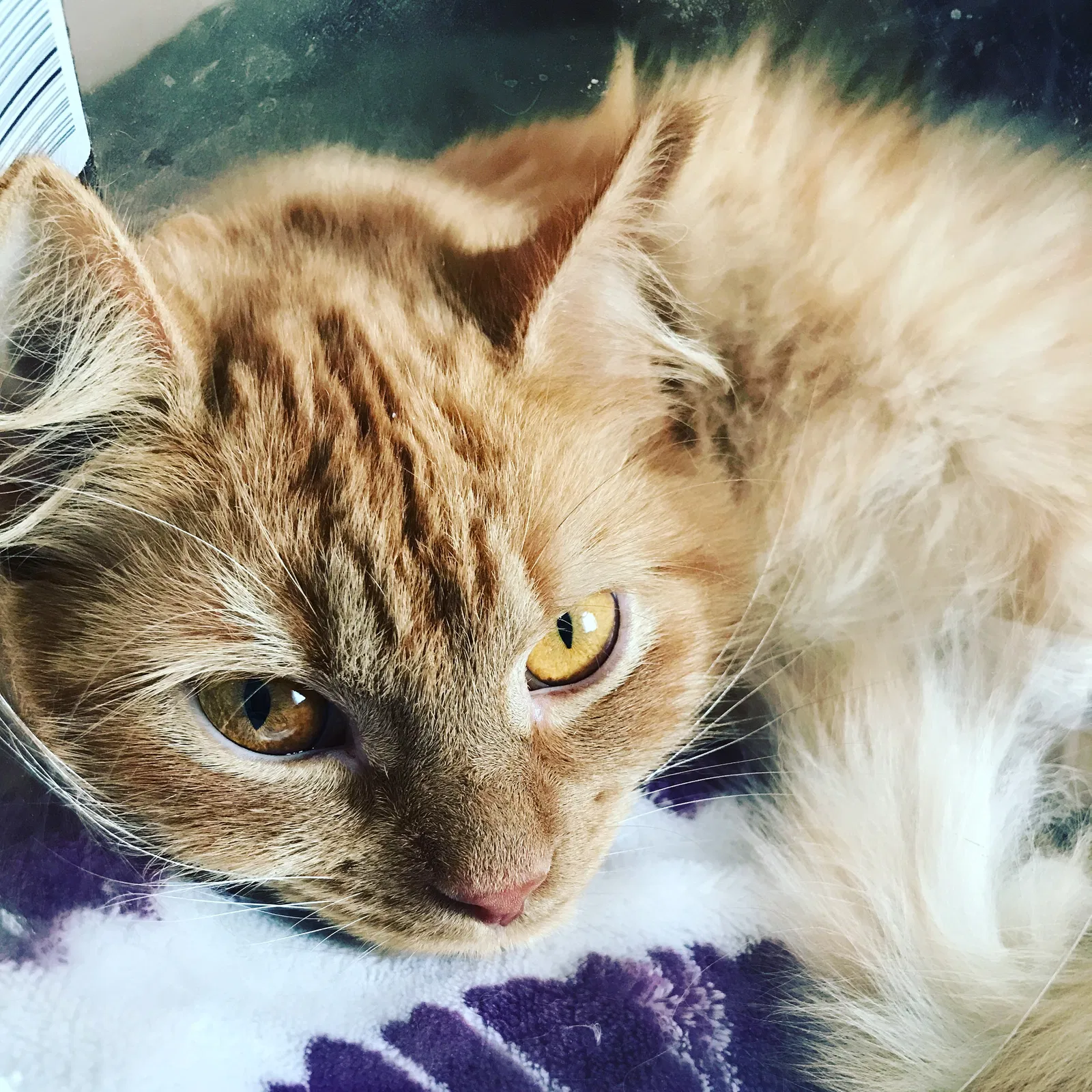 Lost cat in West Columbia, SC, 29169