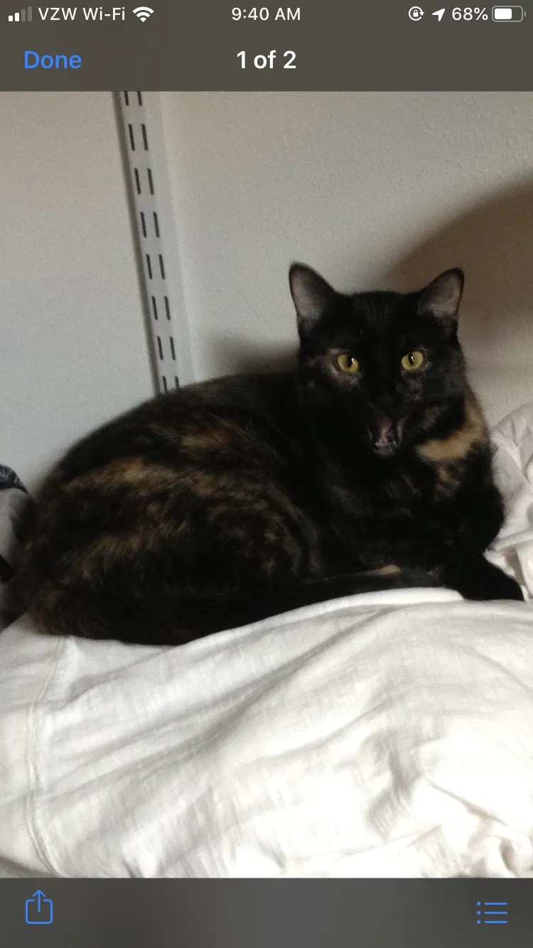 Lost cat in Caledonia, IL, 61011