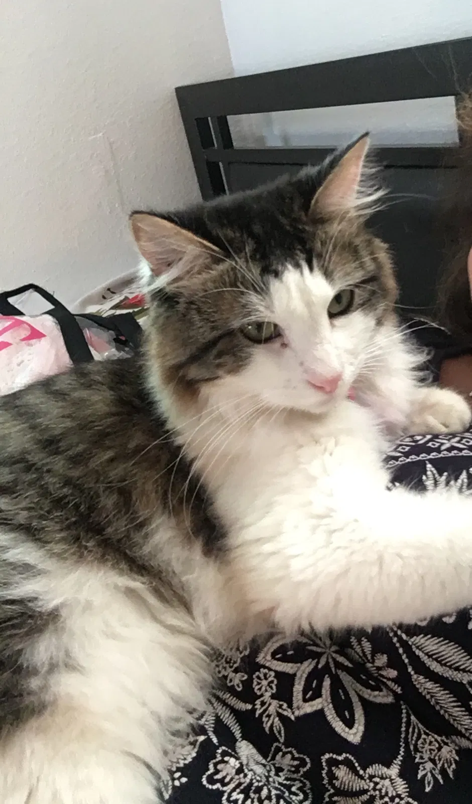 Lost cat in Pacoima, CA, 91331
