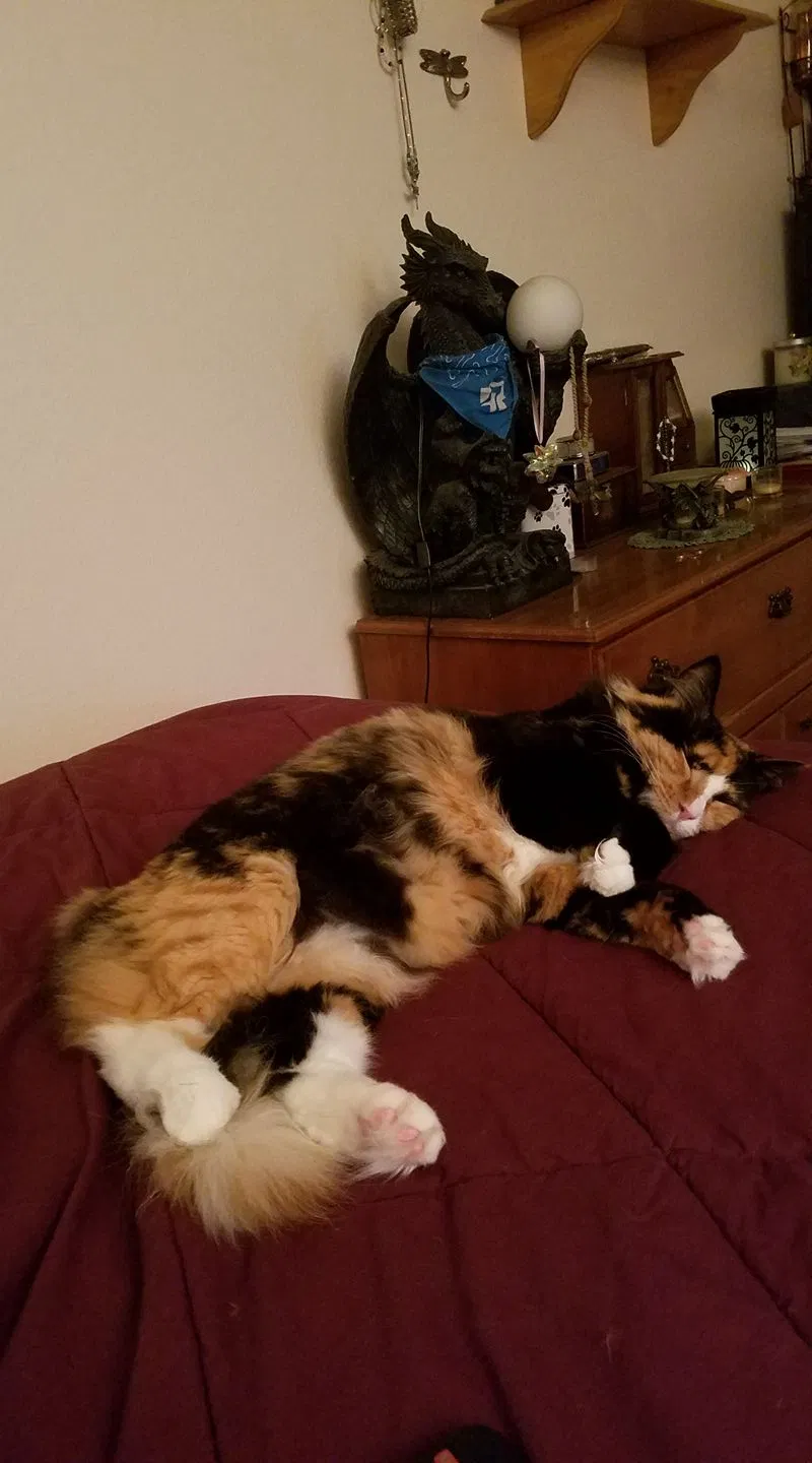 Lost cat in Gresham, OR, 97080