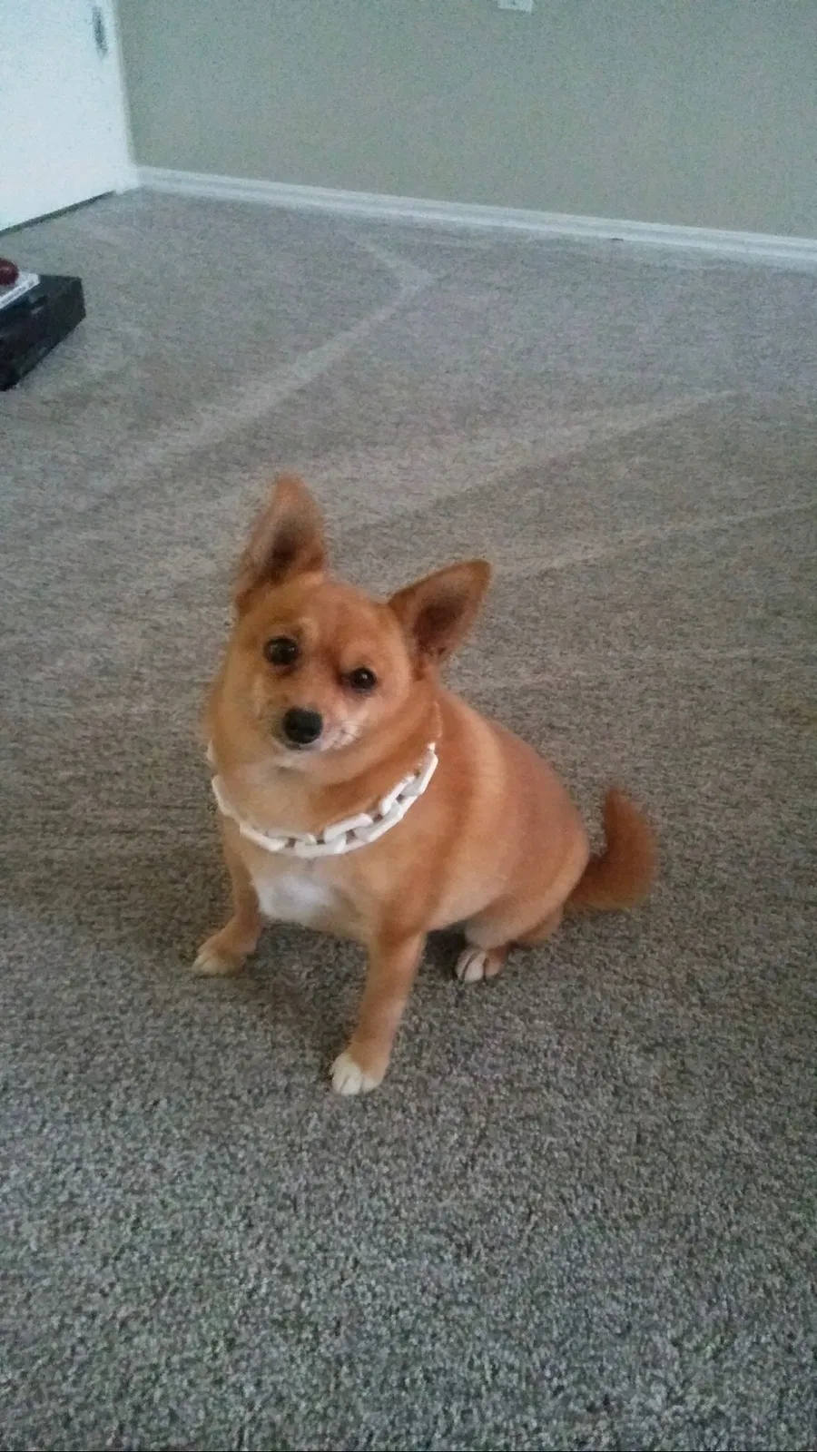 Lost dog in Oklahoma City, OK, 73127