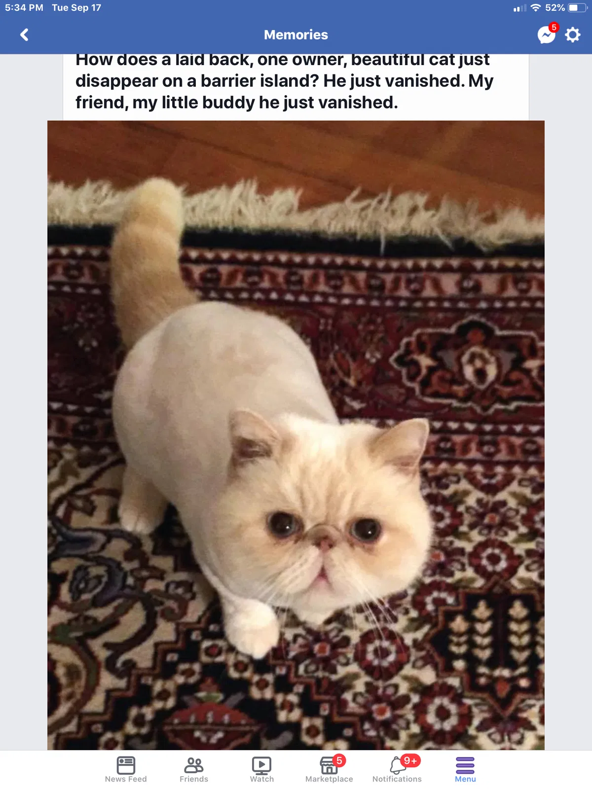 Lost cat in Murrells Inlet, SC, 29576