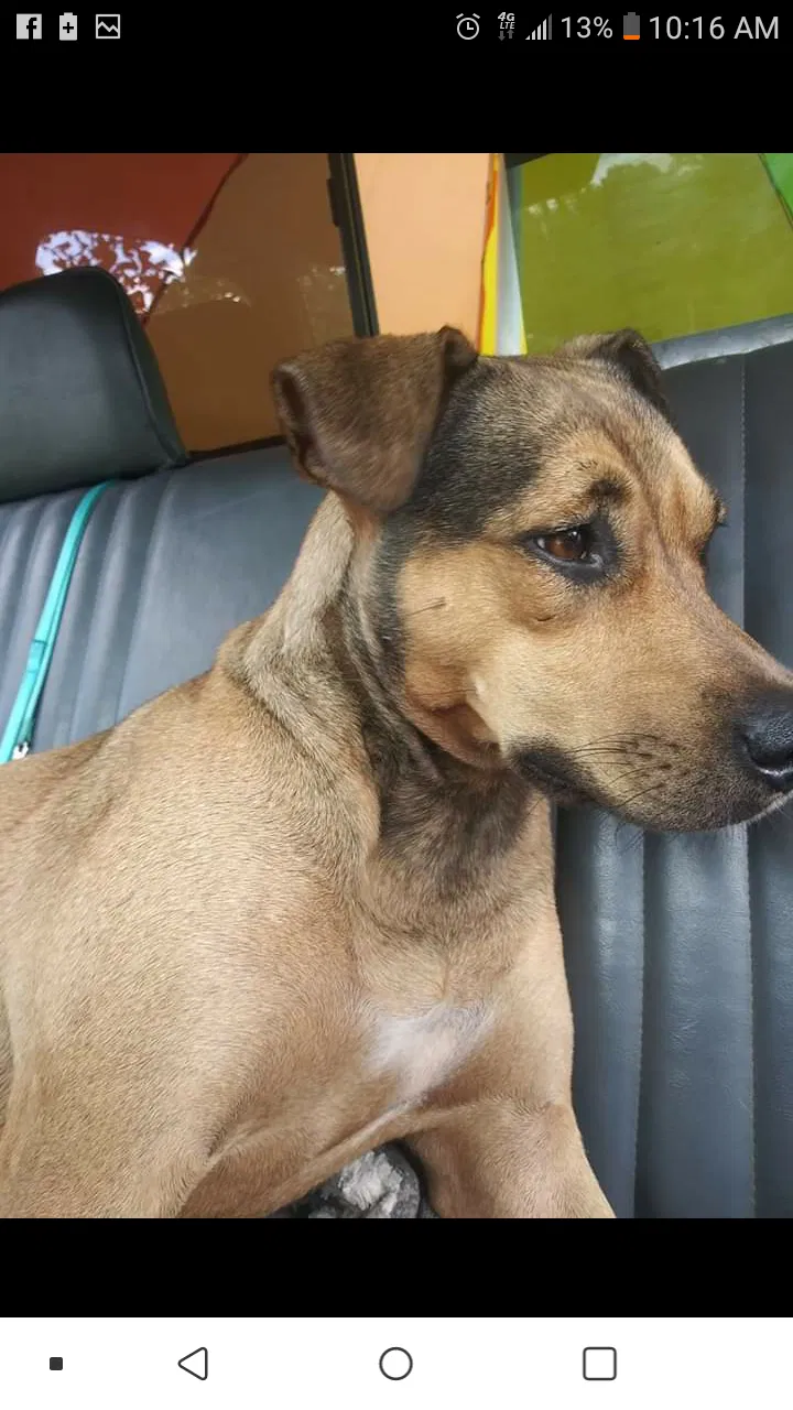 Lost dog in Theodore, AL, 36582
