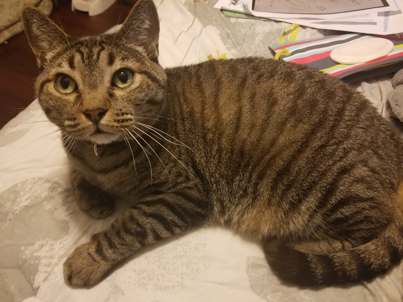Lost cat in Whitehouse, TX, 75791