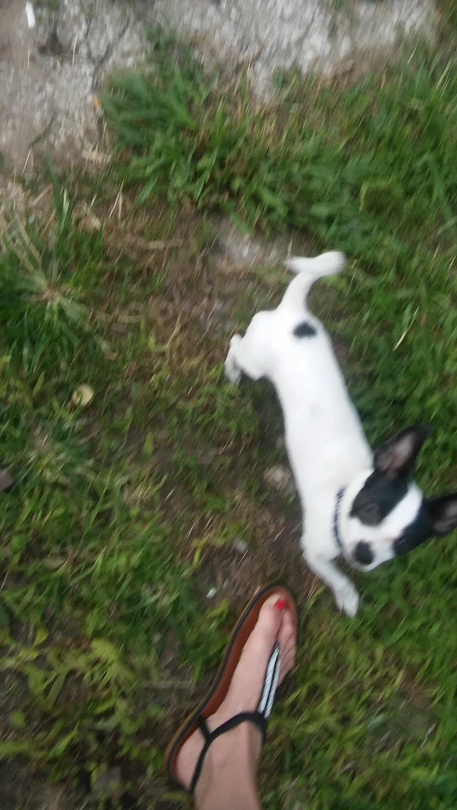 Lost dog in Kansas City, KS, 66105