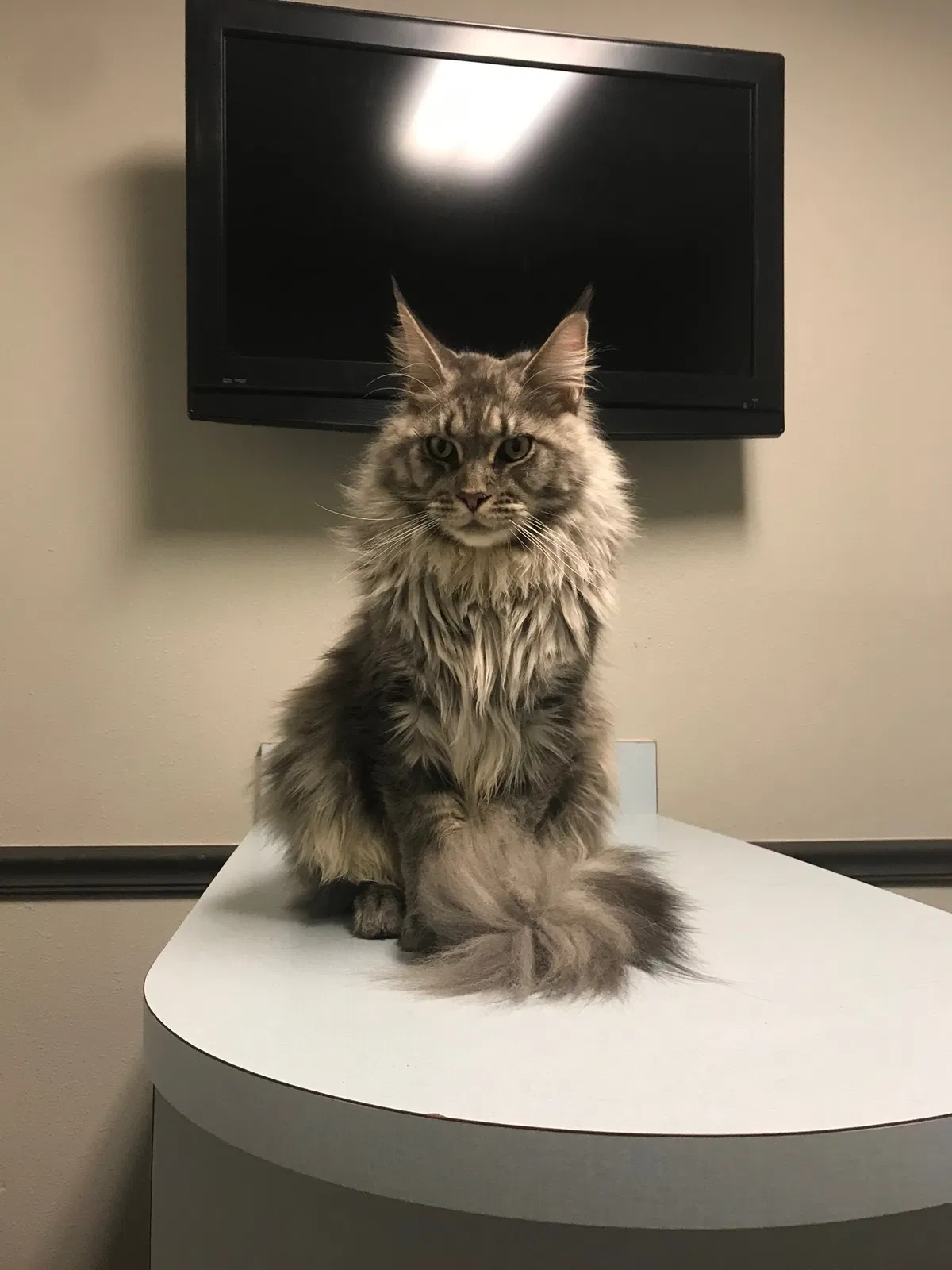Lost cat in Winter Park, FL, 32789