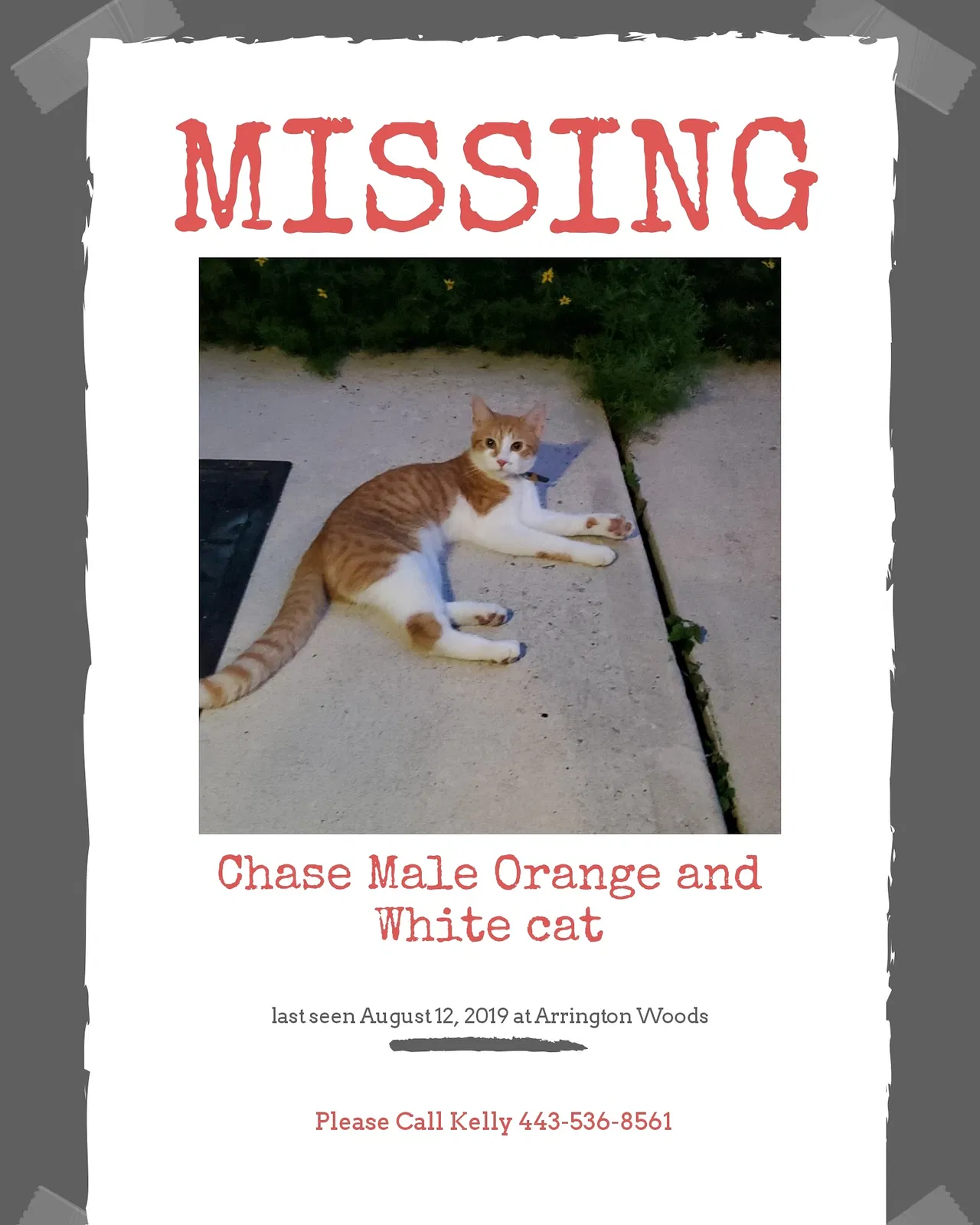 Lost cat in Selbyville, DE, 19975