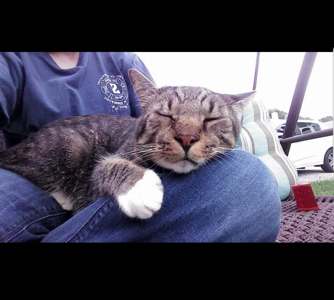 Lost cat in Sykesville, MD, 21784