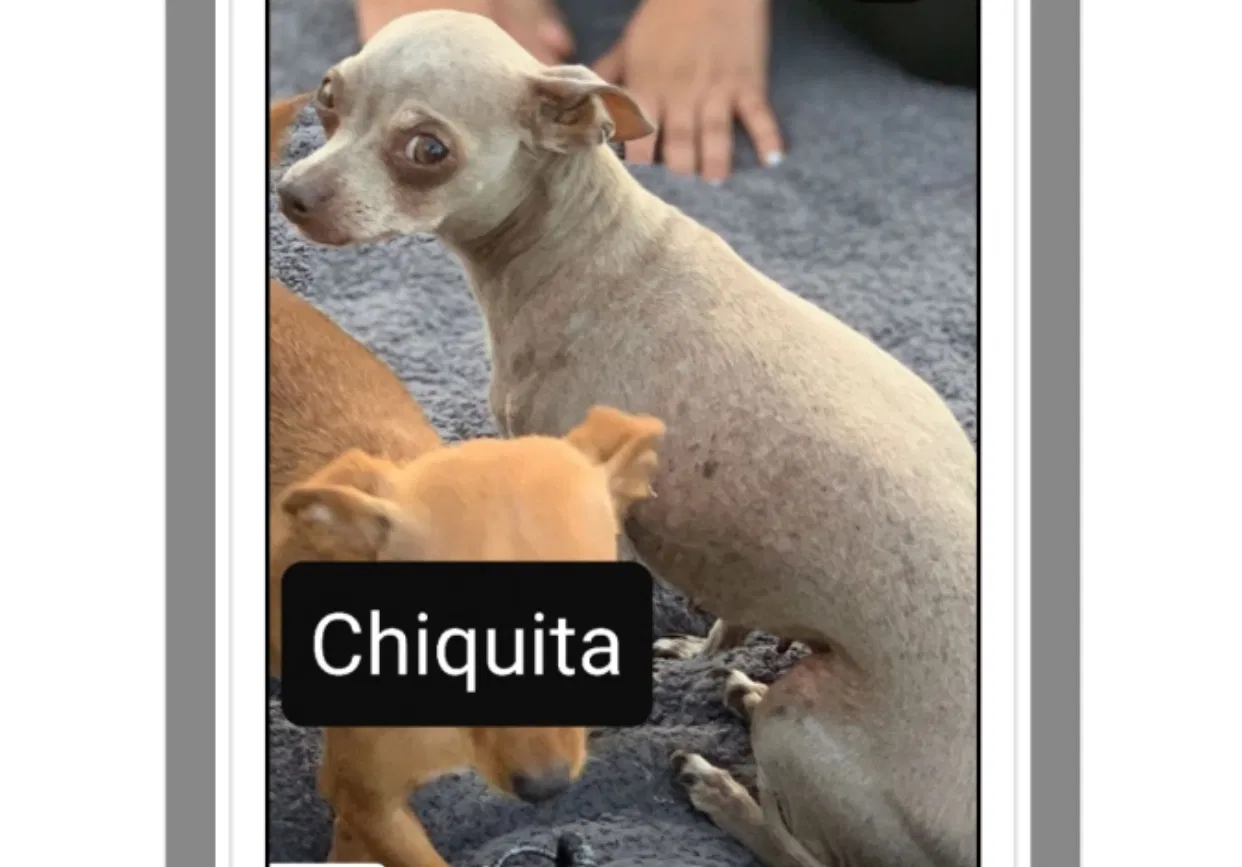 Lost dog in Bakersfield, CA, 93309