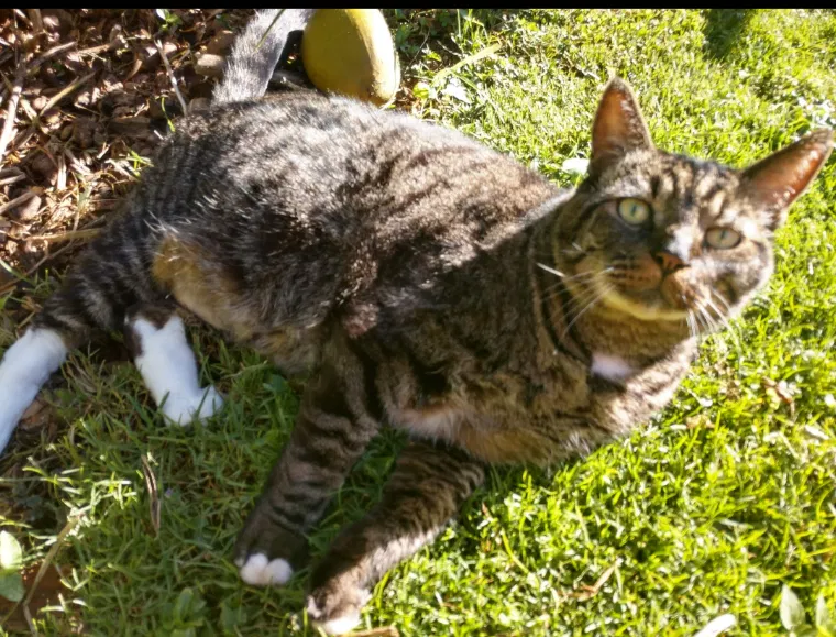 Lost cat in Makawao, HI, 96768