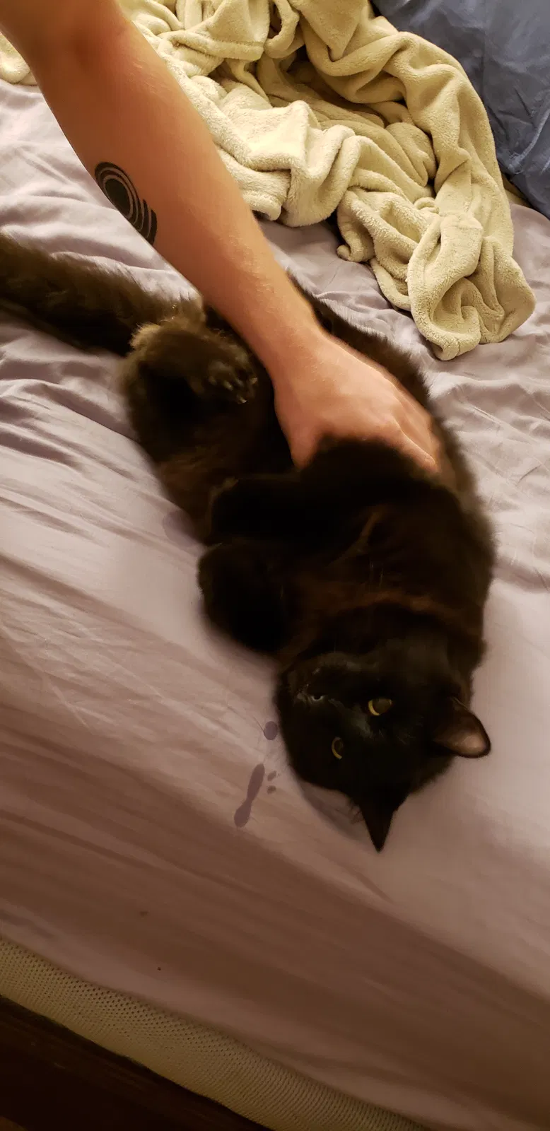 Found cat in Acworth, GA, 30102