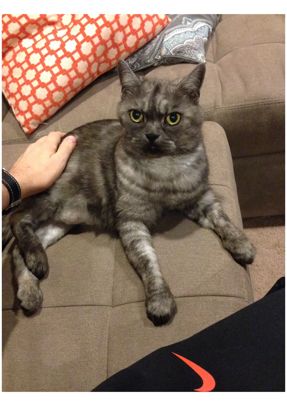 Lost cat in Hillsboro, OR, 97123