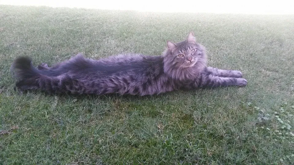 Lost cat in Bakersfield, CA, 93312