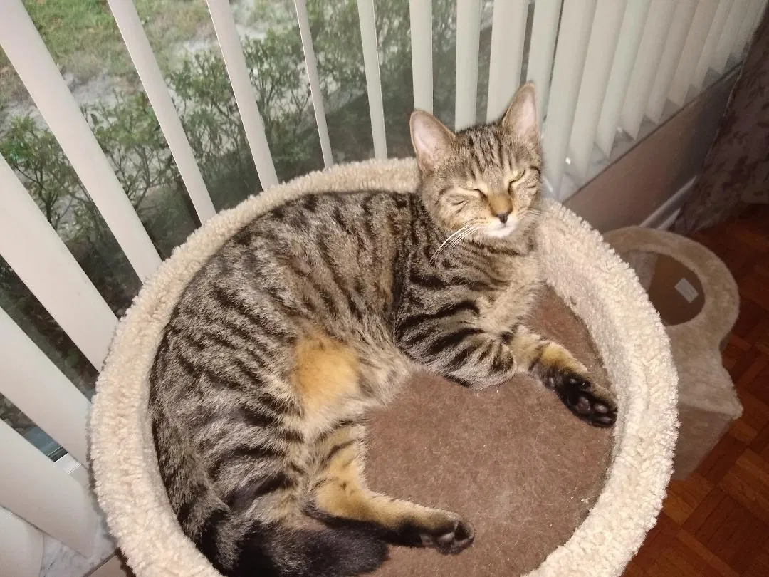 Lost cat in Gainesville, FL, 32608