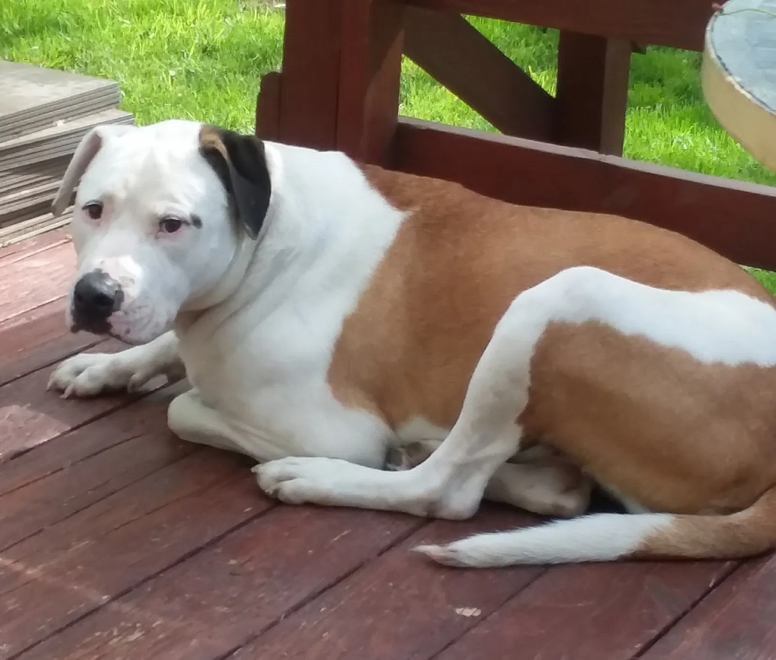 Lost dog in Kansas City, KS, 66104