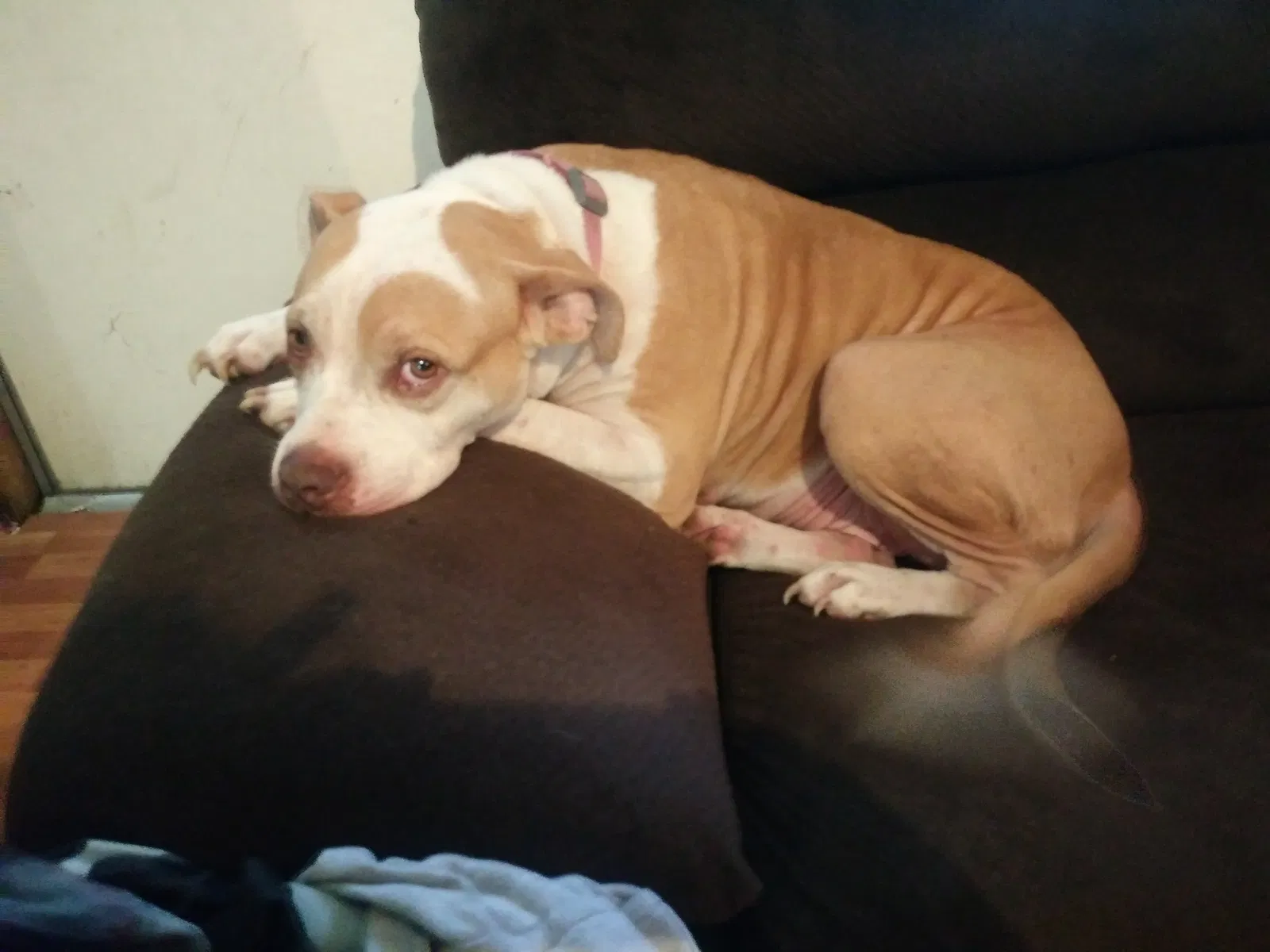 Lost dog in Geismar, LA, 70734
