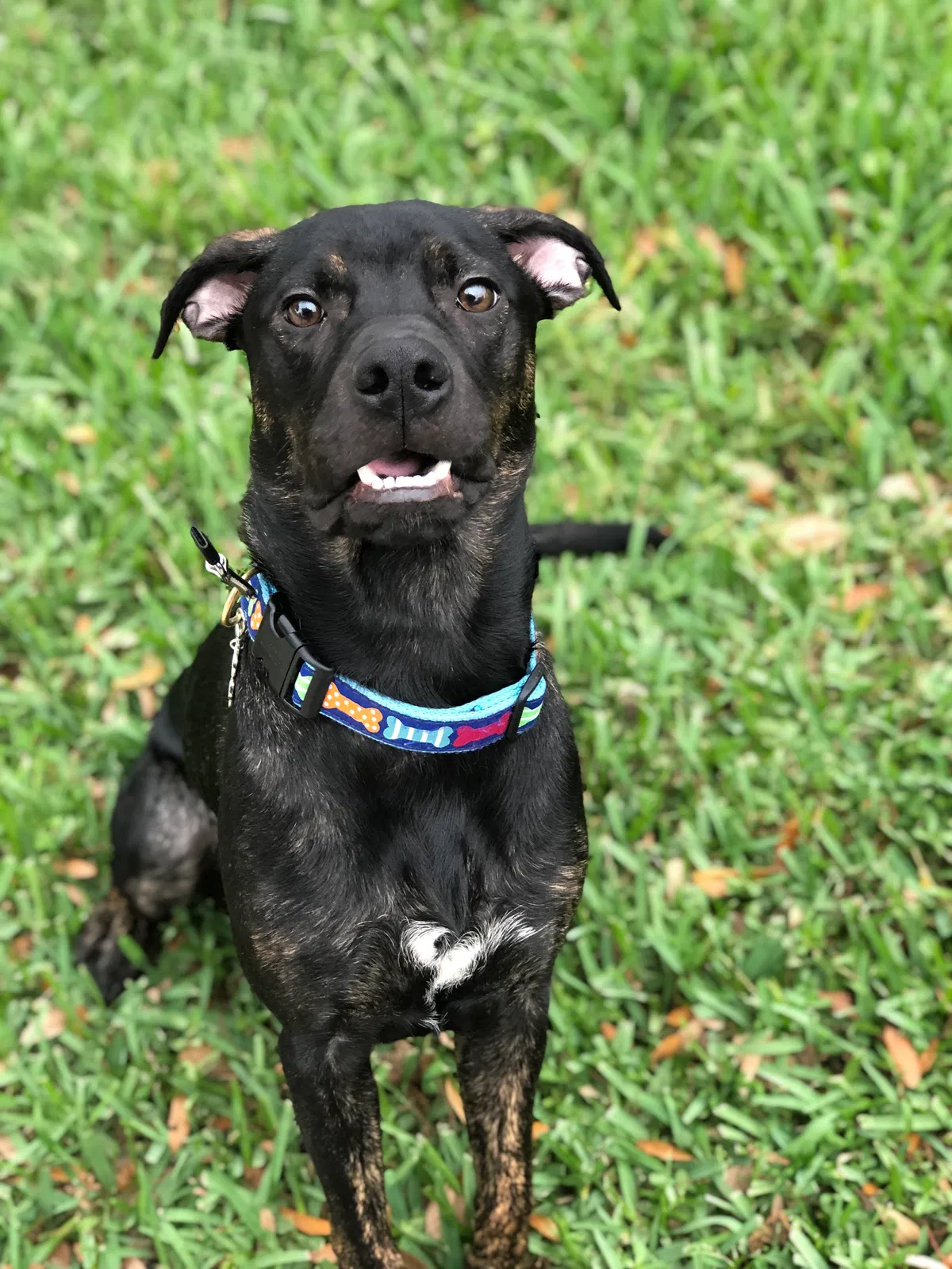Lost dog in Melbourne, FL, 32935