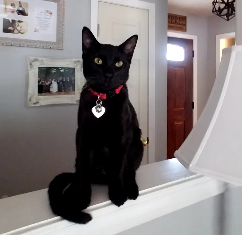 Lost cat in Clarksville, TN, 37043