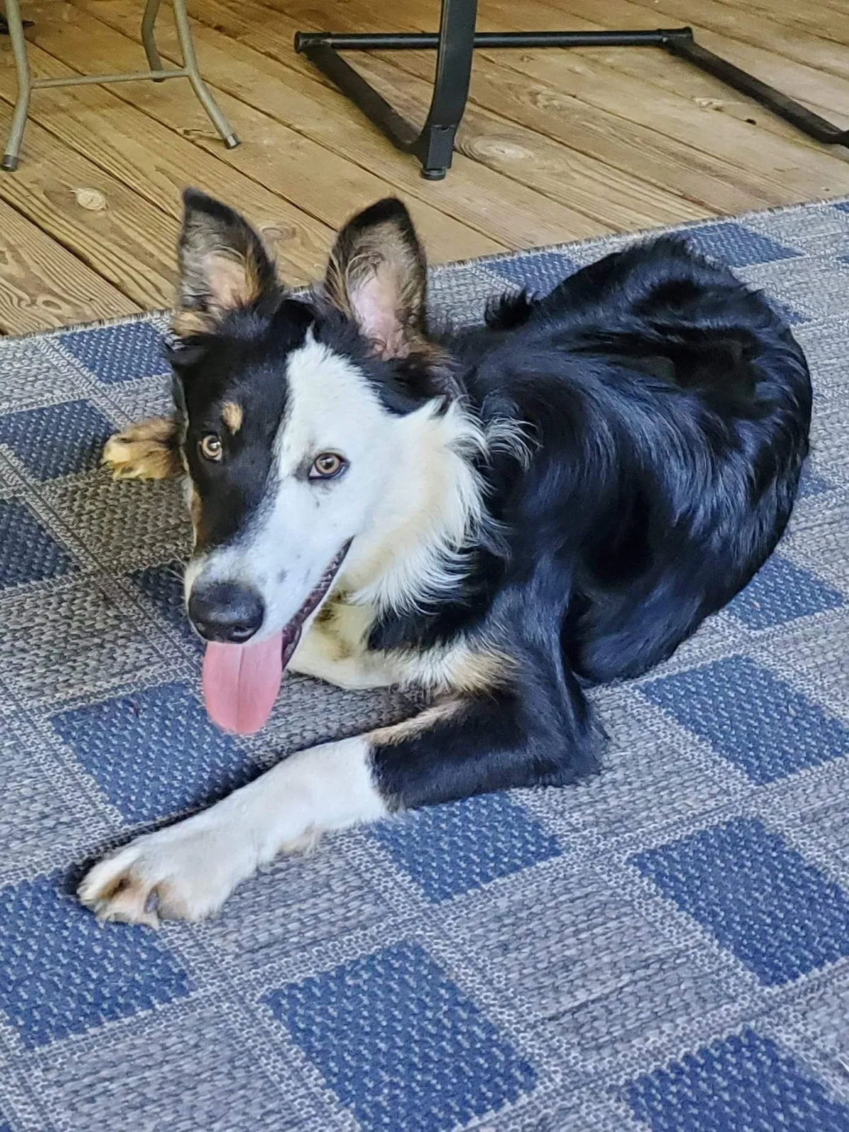 Lost dog in Mcminnville, TN, 37110