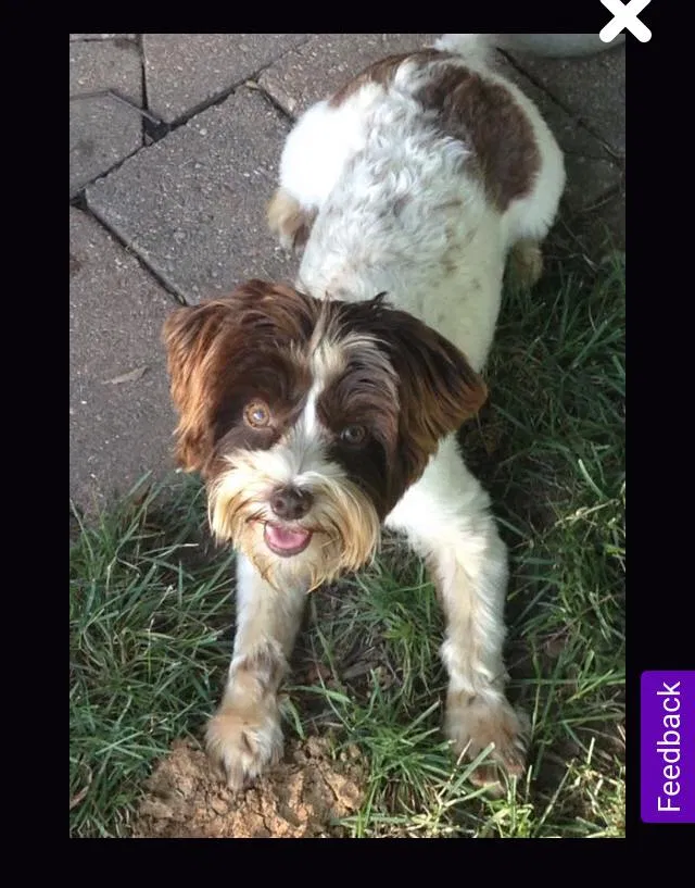 Lost dog in Independence, MO, 64050