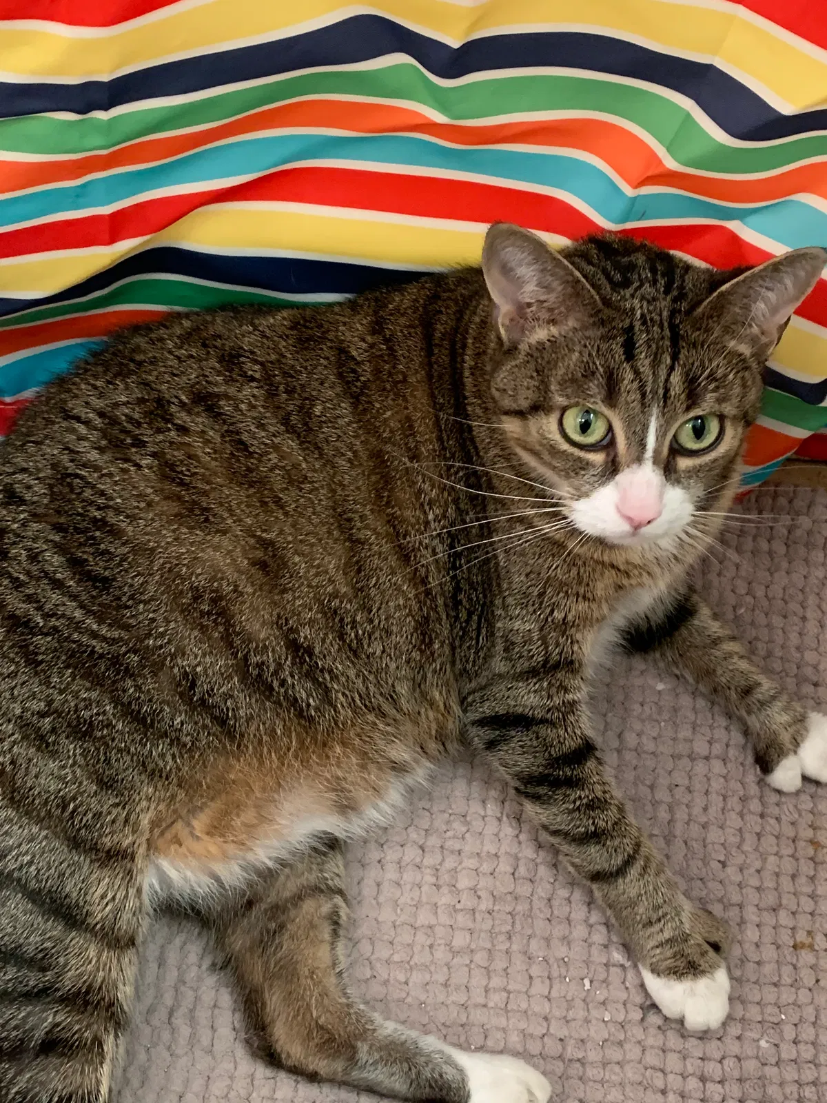 Lost cat in Portsmouth, VA, 23701