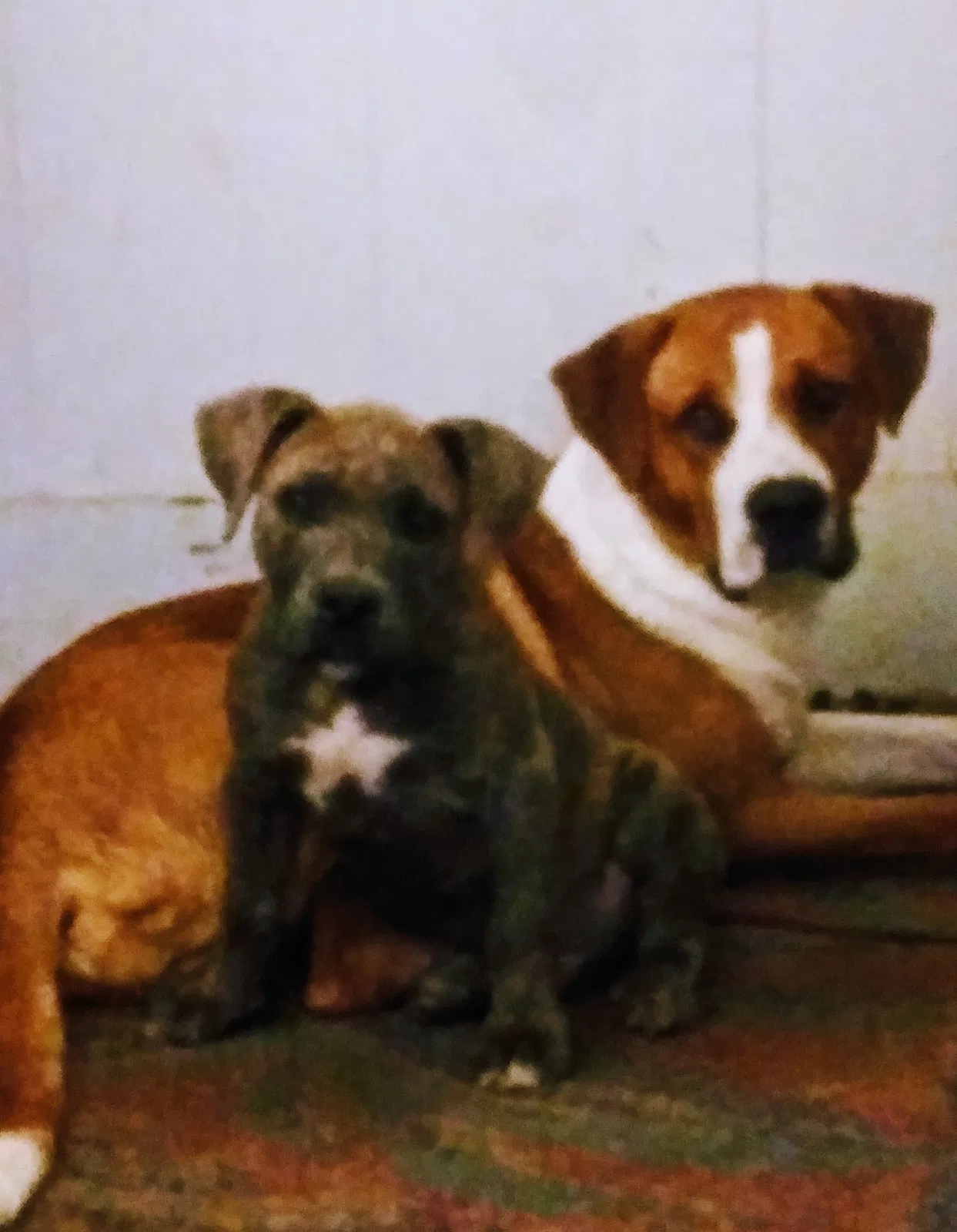 Lost dog in Semmes, AL, 36575