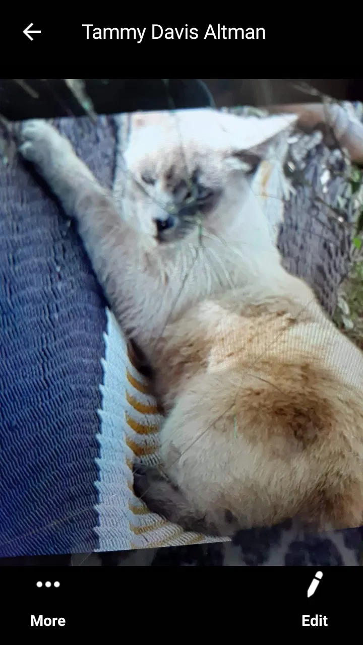 Lost cat in Saint Petersburg, FL, 33710