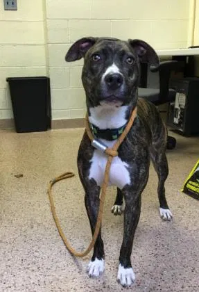 Lost dog in Jenkintown, PA, 19046