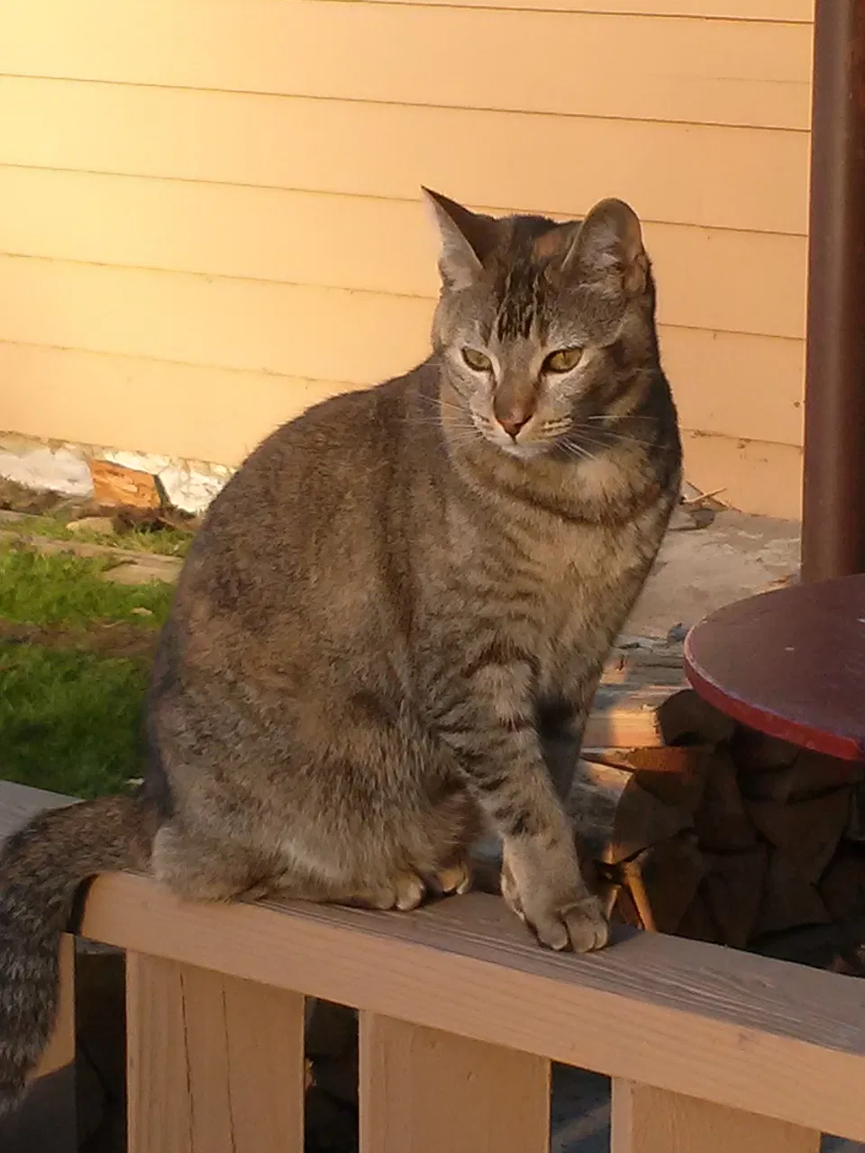 Lost cat in Mount Vernon, WA, 98273