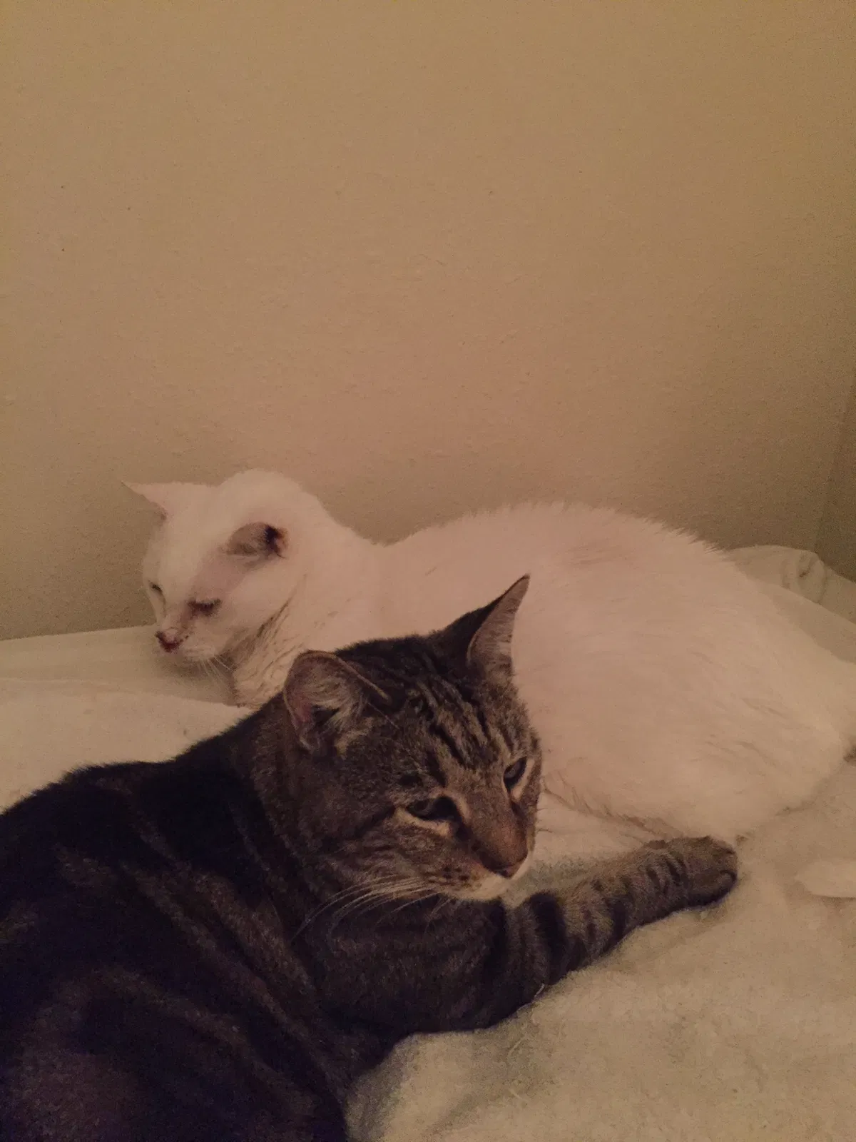 Lost cat in New Orleans, LA, 70124