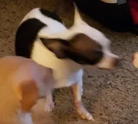 Lost dog in Austin, TX, 78728