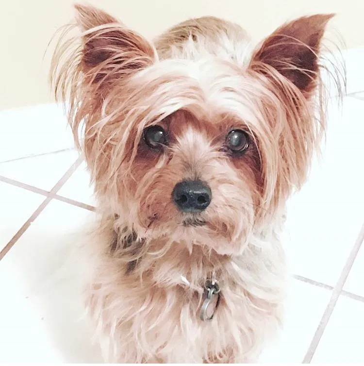 Lost dog in Kissimmee, FL, 34742