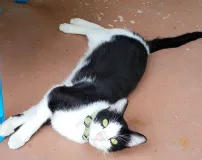Lost cat in Angleton, TX, 77515