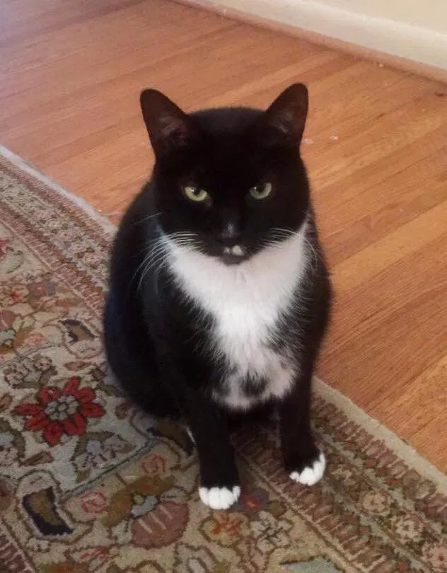 Lost cat in Haddonfield, NJ, 8033