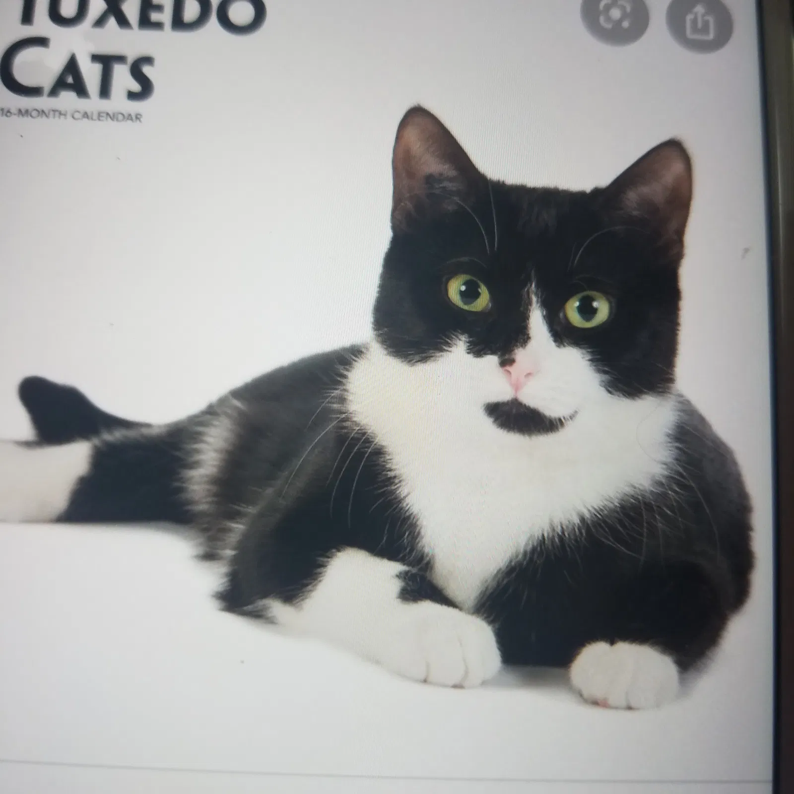 Lost cat in Riverhead, NY, 11901