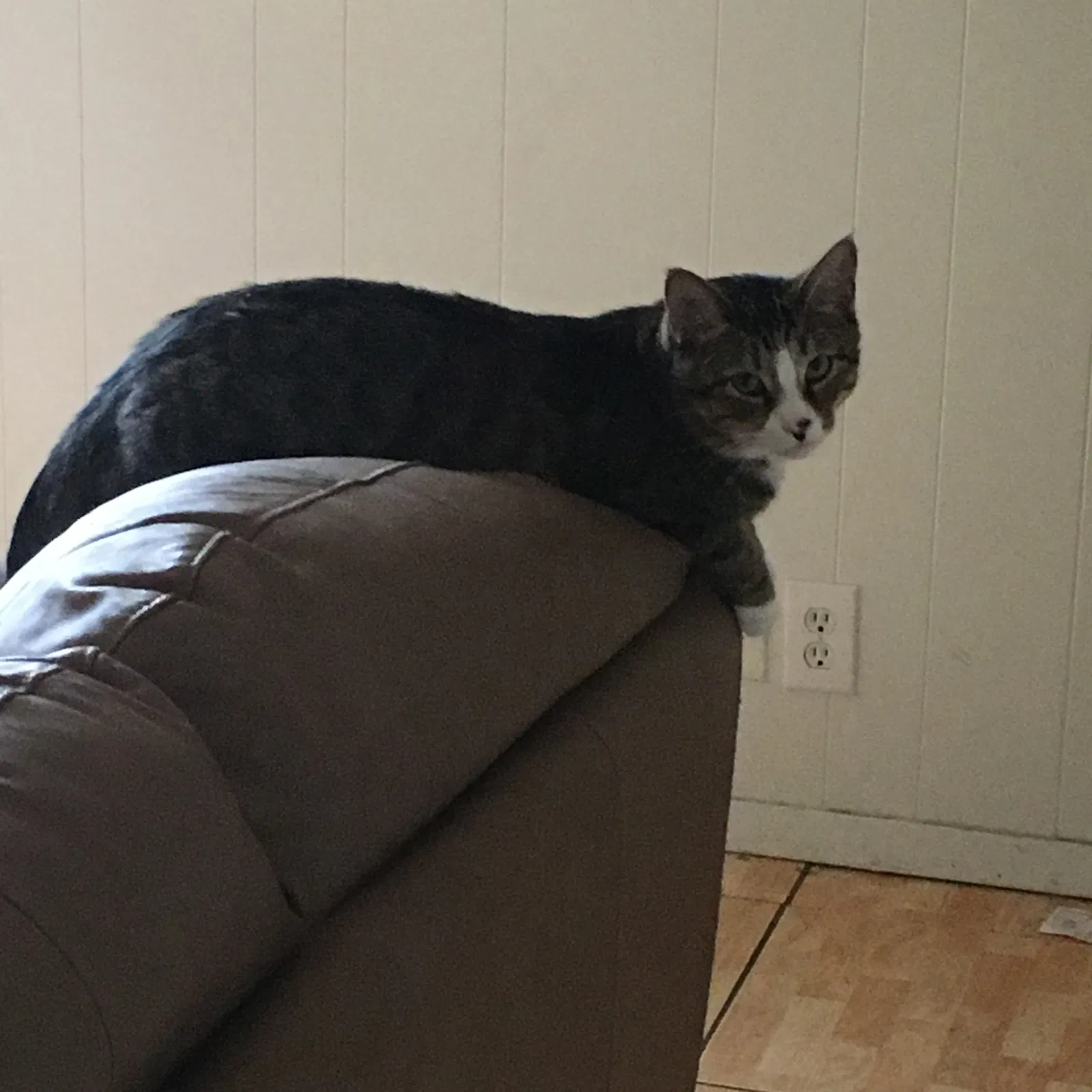Lost cat in Denton, TX, 76209