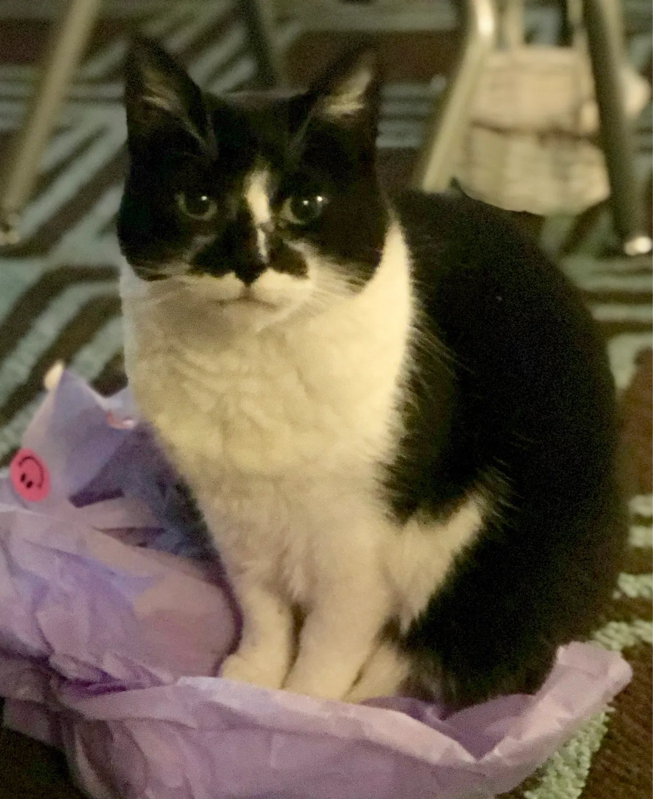 Lost cat in Castro Valley, CA, 94546