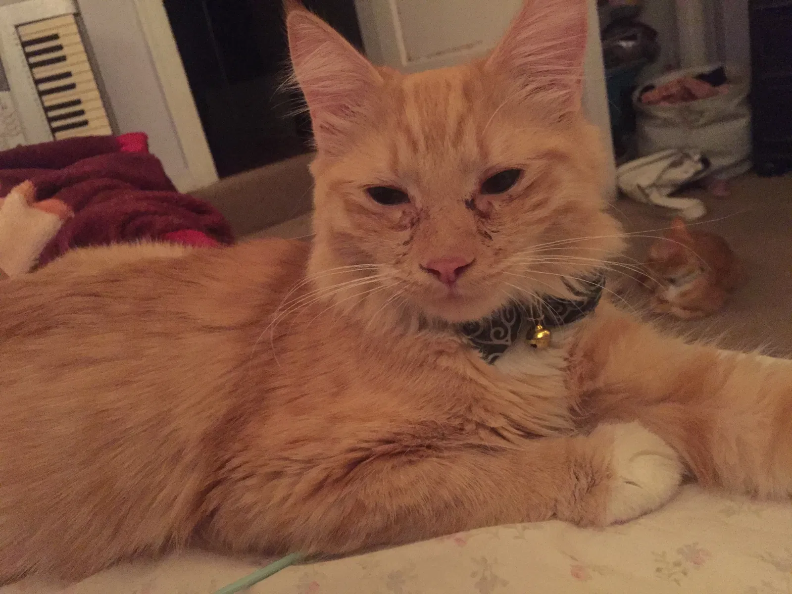 Lost cat in Antioch, CA, 94509