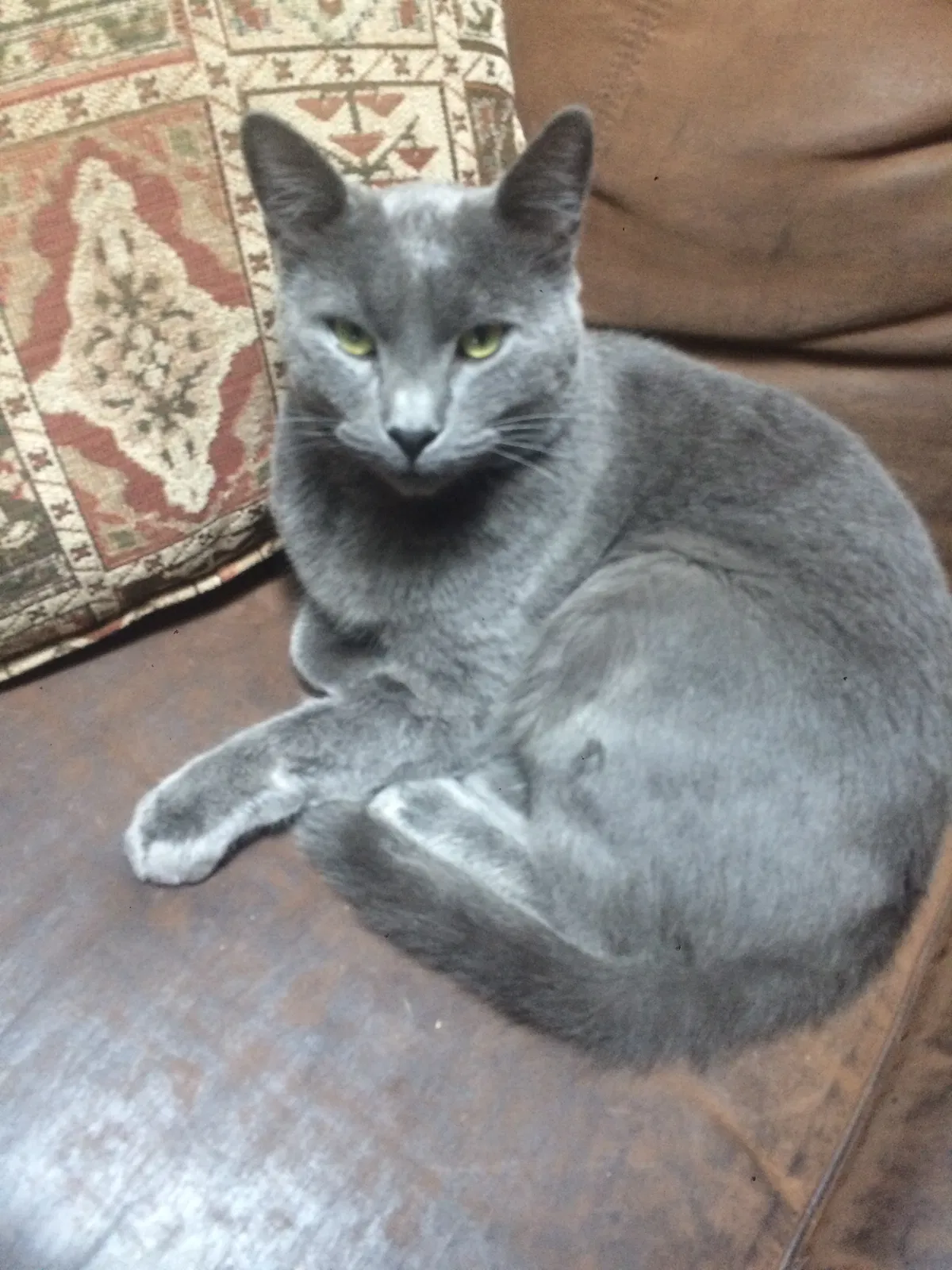 Lost cat in Flagstaff, AZ, 86001
