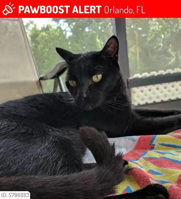 Lost cat in Orlando, FL, 32829