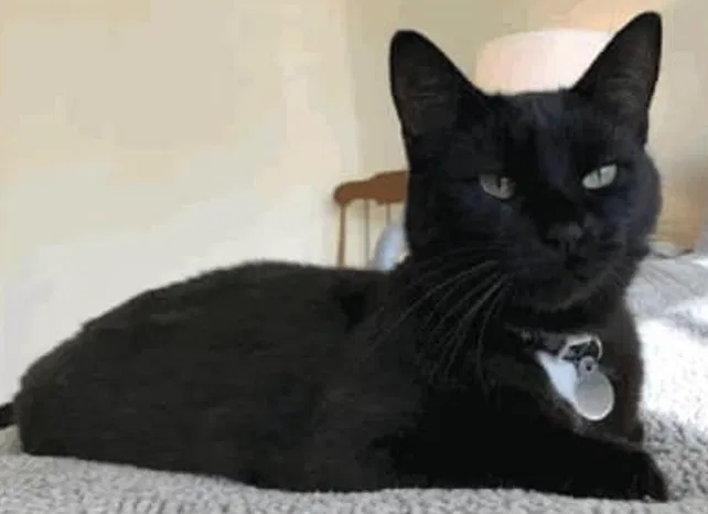 Lost cat in Roslyn, NY, 11576