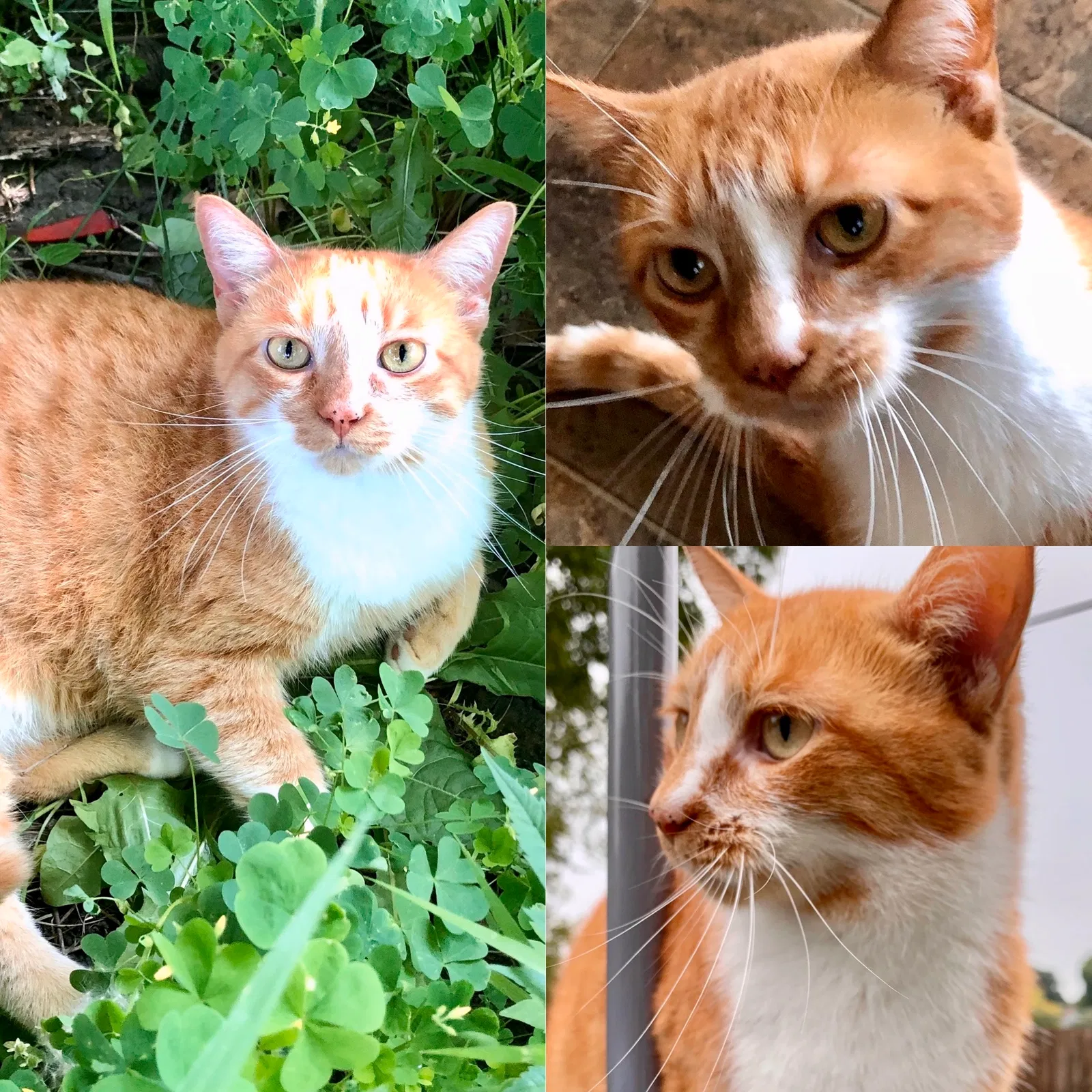 Lost cat in Elgin, IL, 60120