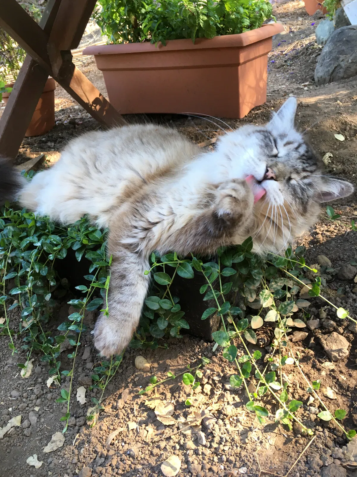 Lost cat in Redwood City, CA, 94062
